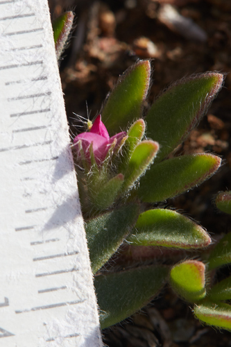 Acmispon (deervetch) (alternate view 9)