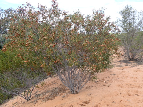 Acacia ligulata (Dune Wattle) (alternate view 5)