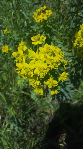 Euphorbia ceratocarpa (alternate view 3)