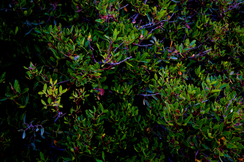 Pistacia lentiscus (mastic)