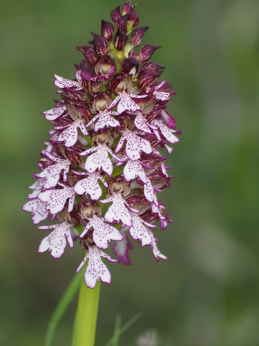 Orchis purpurea (Lady Orchid)