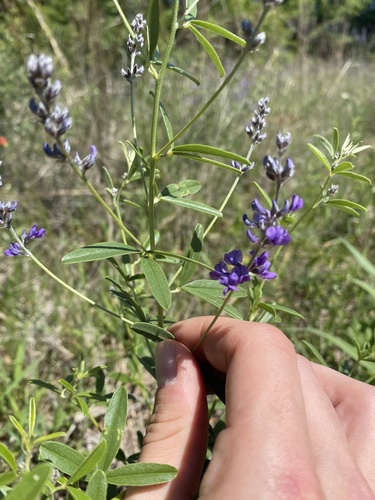 Pediomelum tenuiflorum (Slimflower Scurfpea) (alternate view 3)