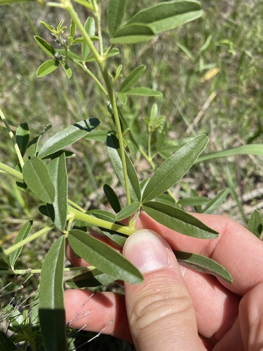 Pediomelum tenuiflorum (Slimflower Scurfpea) (alternate view 4)