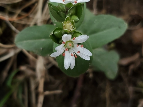 Stellaria pubera (star chickweed) (alternate view 6)