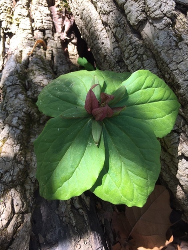 Trillium sessile (toadshade) (alternate view 3)