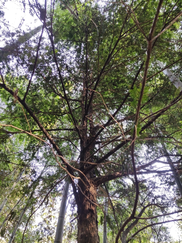 Taxus chinensis, Chinese yew — upright evergreen (Taxaceae) (image 7 of 10)