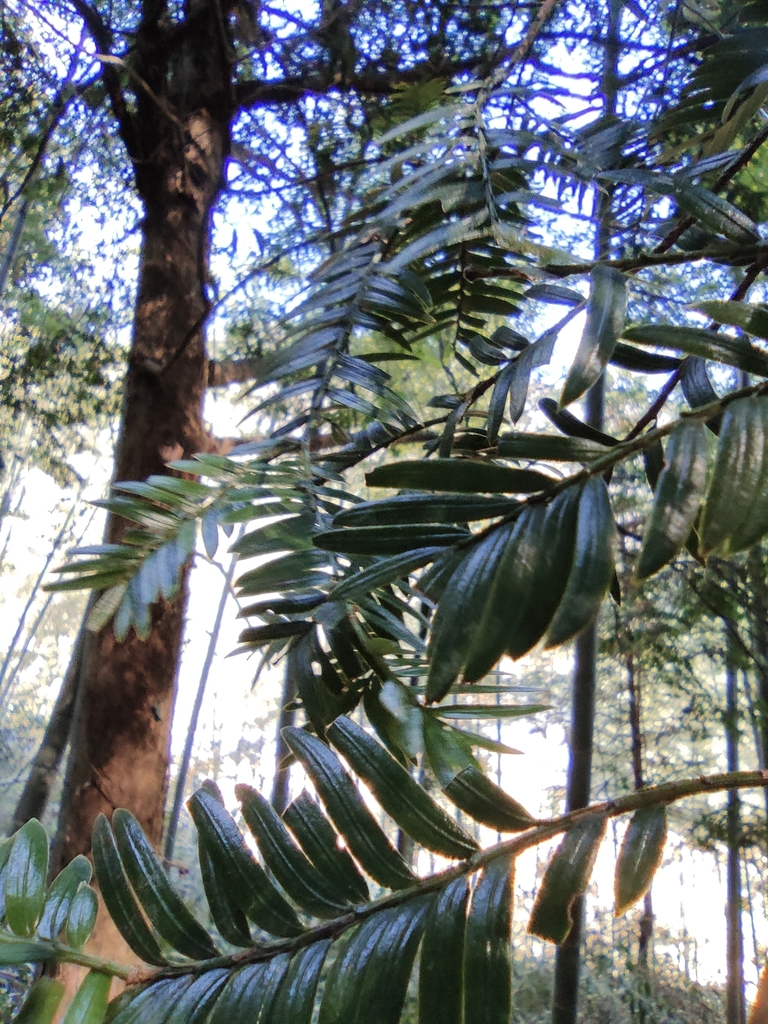 Taxus chinensis, Chinese yew — upright evergreen (Taxaceae) (image 9 of 10)