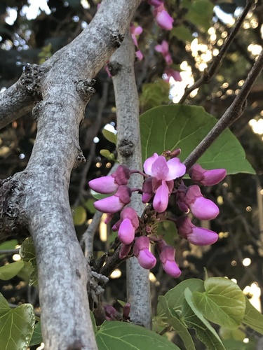 Cercis siliquastrum (Judas-tree)