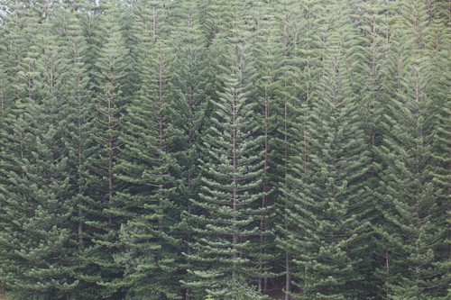 Araucaria heterophylla (Norfolk Island Pine)