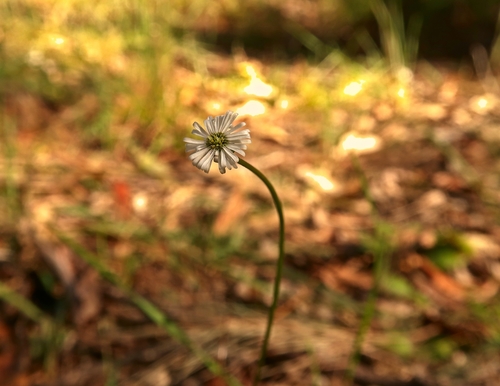 Lagenophora sublyrata (slender bottle-daisy) (alternate view 6)