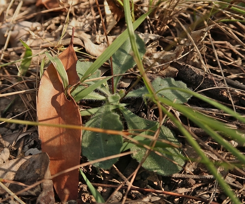 Lagenophora sublyrata (slender bottle-daisy) (alternate view 7)