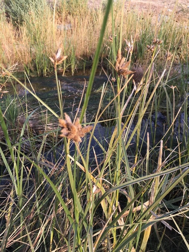 Bolboschoenus maritimus (sea clubrush)
