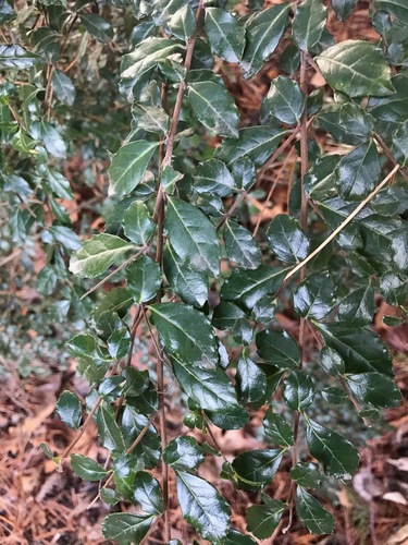 Azara microphylla (Boxleaf azara) (alternate view 6)