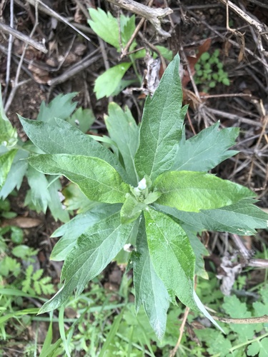 Artemisia douglasiana (California mugwort) (alternate view 9)