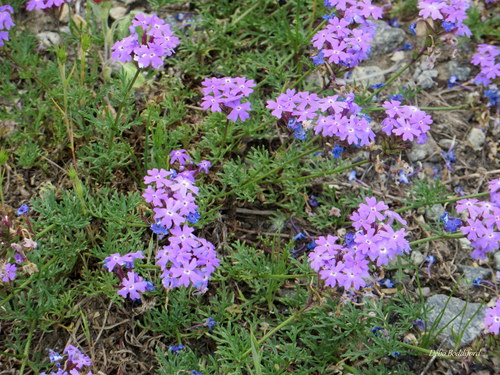 Glandularia aristigera (South American mock vervain)