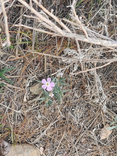 Phlox longifolia (Longleaf Phlox) (alternate view 2)