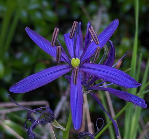 Camassia quamash (common camas) (alternate view 2)