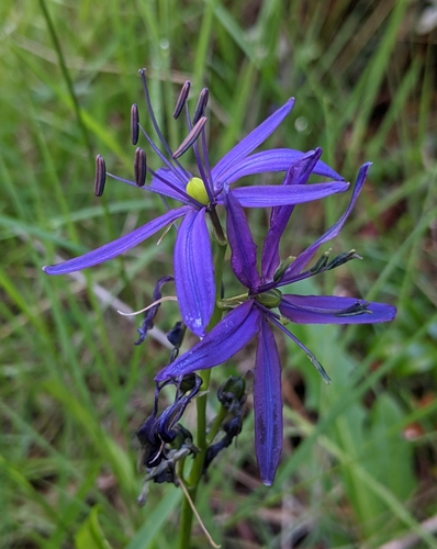 Camassia quamash (common camas) (alternate view 3)