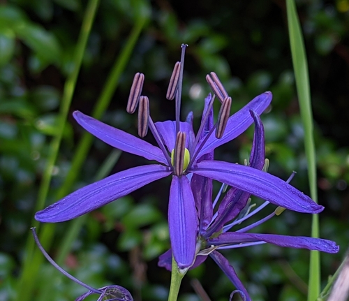 Camassia quamash (common camas) (alternate view 4)