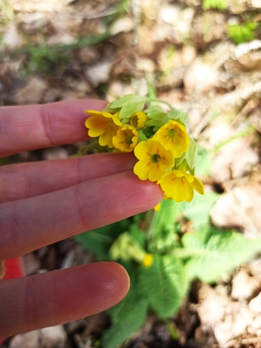 Primula veris (Cowslip)