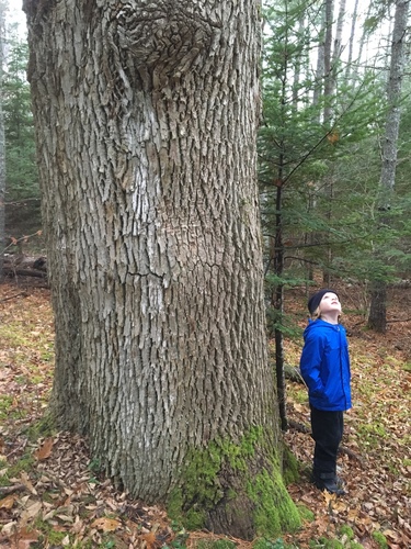 Fraxinus americana (White Ash) (alternate view 5)