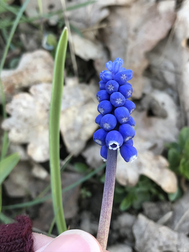 Muscari botryoides (common grape hyacinth) (alternate view 5)