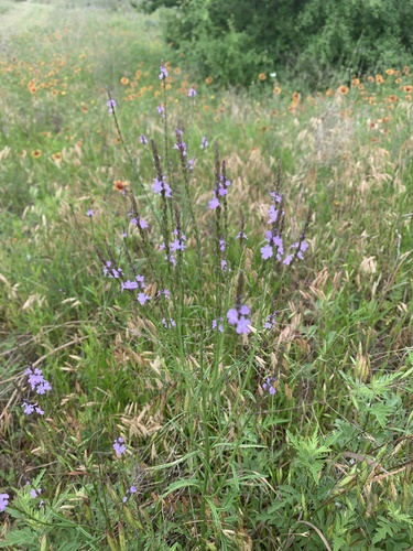 Verbena halei (Texas vervain) (alternate view 9)