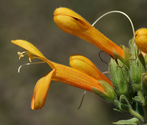 Keckiella cordifolia (heartleaf keckiella)