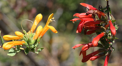 Keckiella cordifolia (heartleaf keckiella) (alternate view 2)