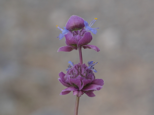 Salvia dorrii (Dorr's Sage) (alternate view 5)