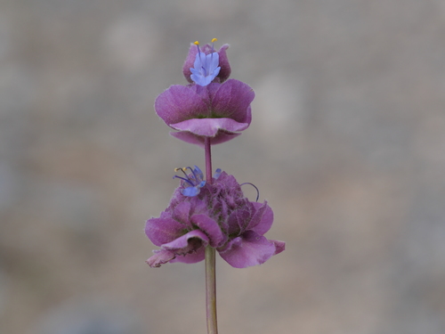 Salvia dorrii (Dorr's Sage) (alternate view 4)