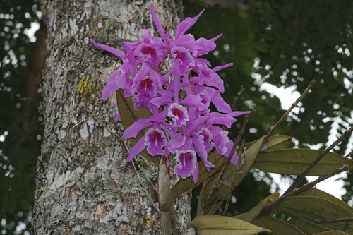 Cattleya (alternate view 5)