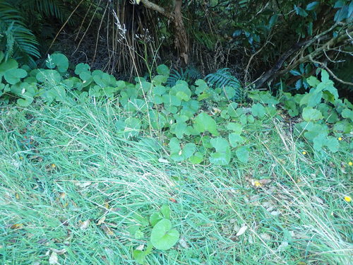 Petasites pyrenaicus (Winter Heliotrope)