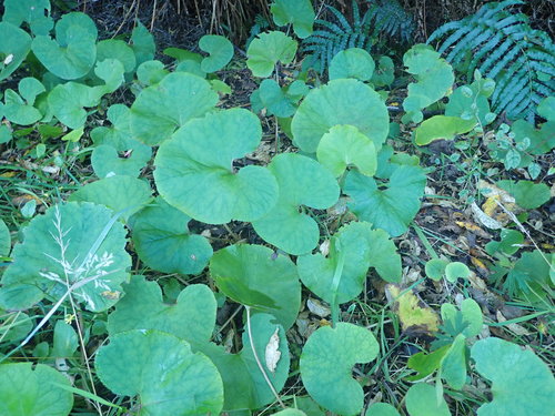 Petasites pyrenaicus (Winter Heliotrope)