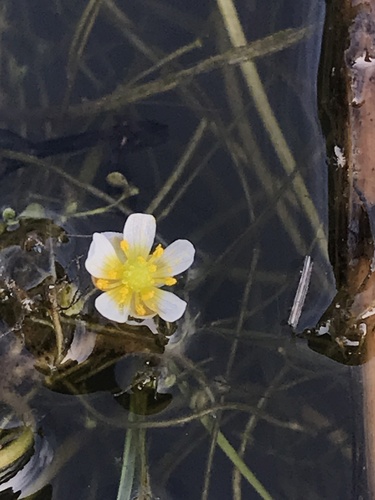 Ranunculus aquatilis (common water-crowfoot)