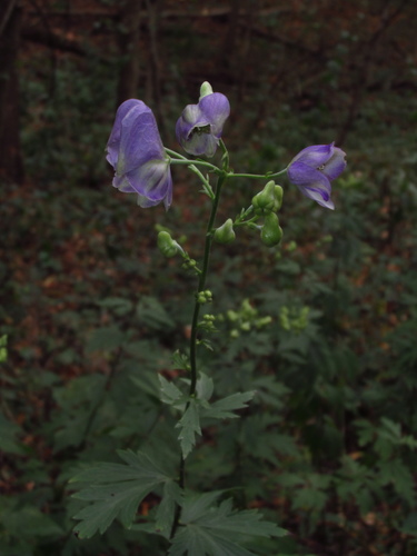 Aconitum (Monkshoods) (alternate view 9)