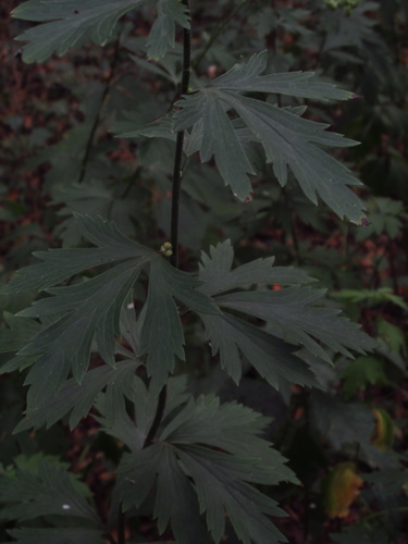Aconitum (Monkshoods) (alternate view 11)