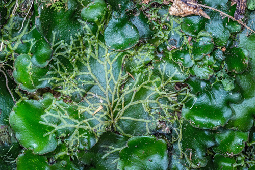 Metzgeria furcata (Forked Veilwort)