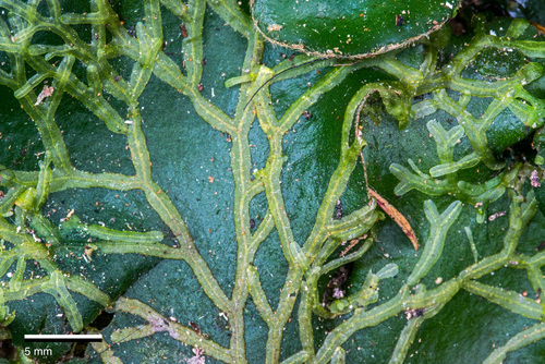 Metzgeria furcata (Forked Veilwort)