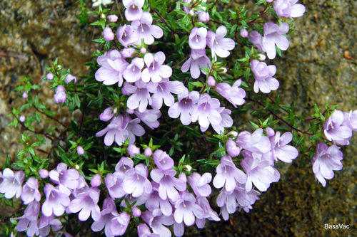 Euphrasia (eyebrights) (alternate view 3)