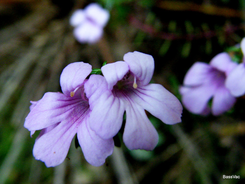 Euphrasia (eyebrights) (alternate view 4)