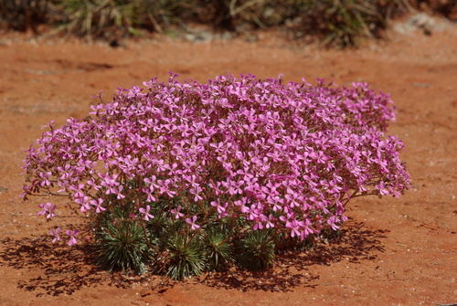 Stylidium (Triggerplants) (alternate view 6)