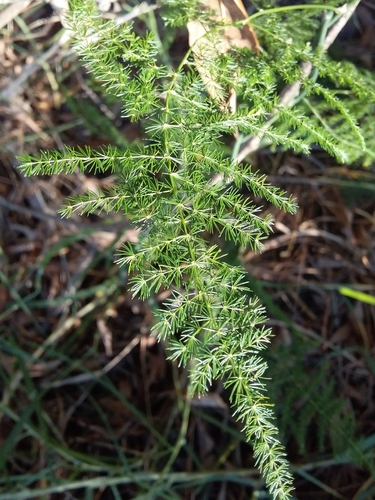 Asparagus setaceus (Asparagus Plumosa Fern) (alternate view 4)