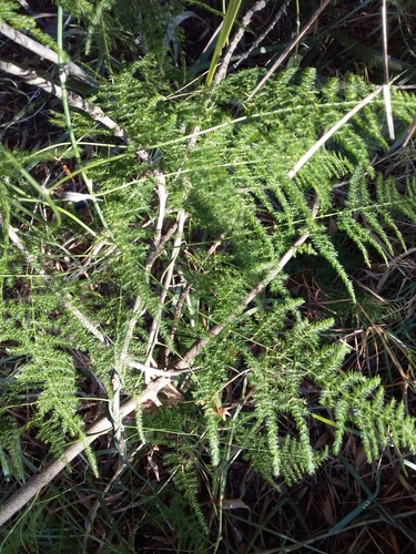 Asparagus setaceus (Asparagus Plumosa Fern) (alternate view 5)