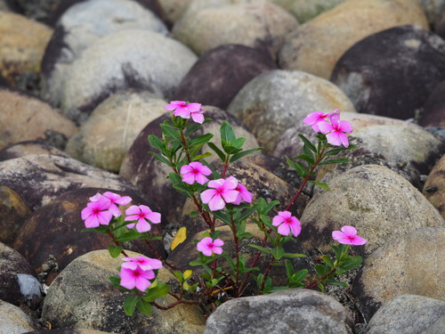 Catharanthus roseus (Vinca / Periwinkle)