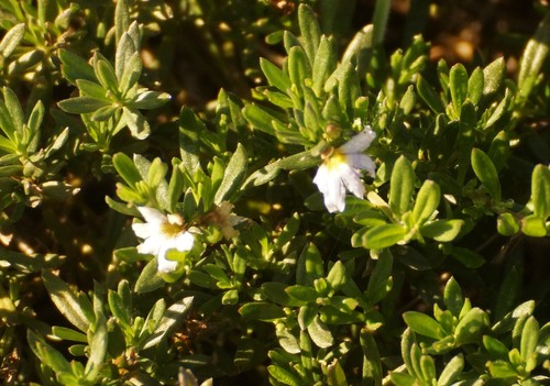 Scaevola albida (white fanflower) (alternate view 4)