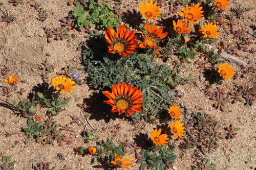 Gazania (Treasure Flowers) (alternate view 6)