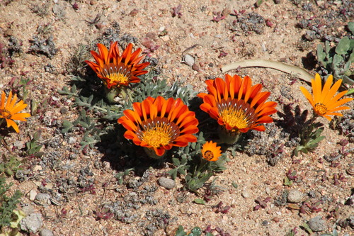 Gazania (Treasure Flowers) (alternate view 5)