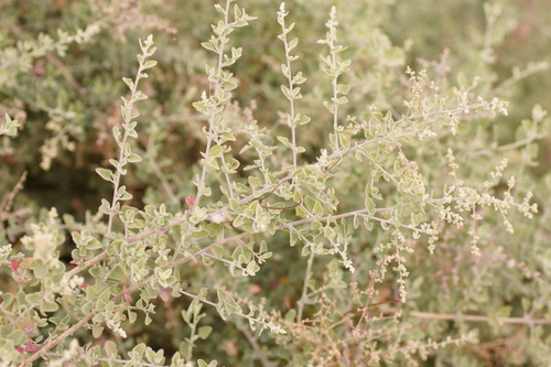 Chenopodium parabolicum (Fragrant Saltbush) (alternate view 2)