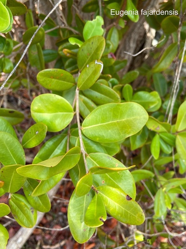 Eugenia (alternate view 3)